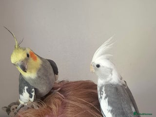 Cockatiels birds Couple - Advert 1