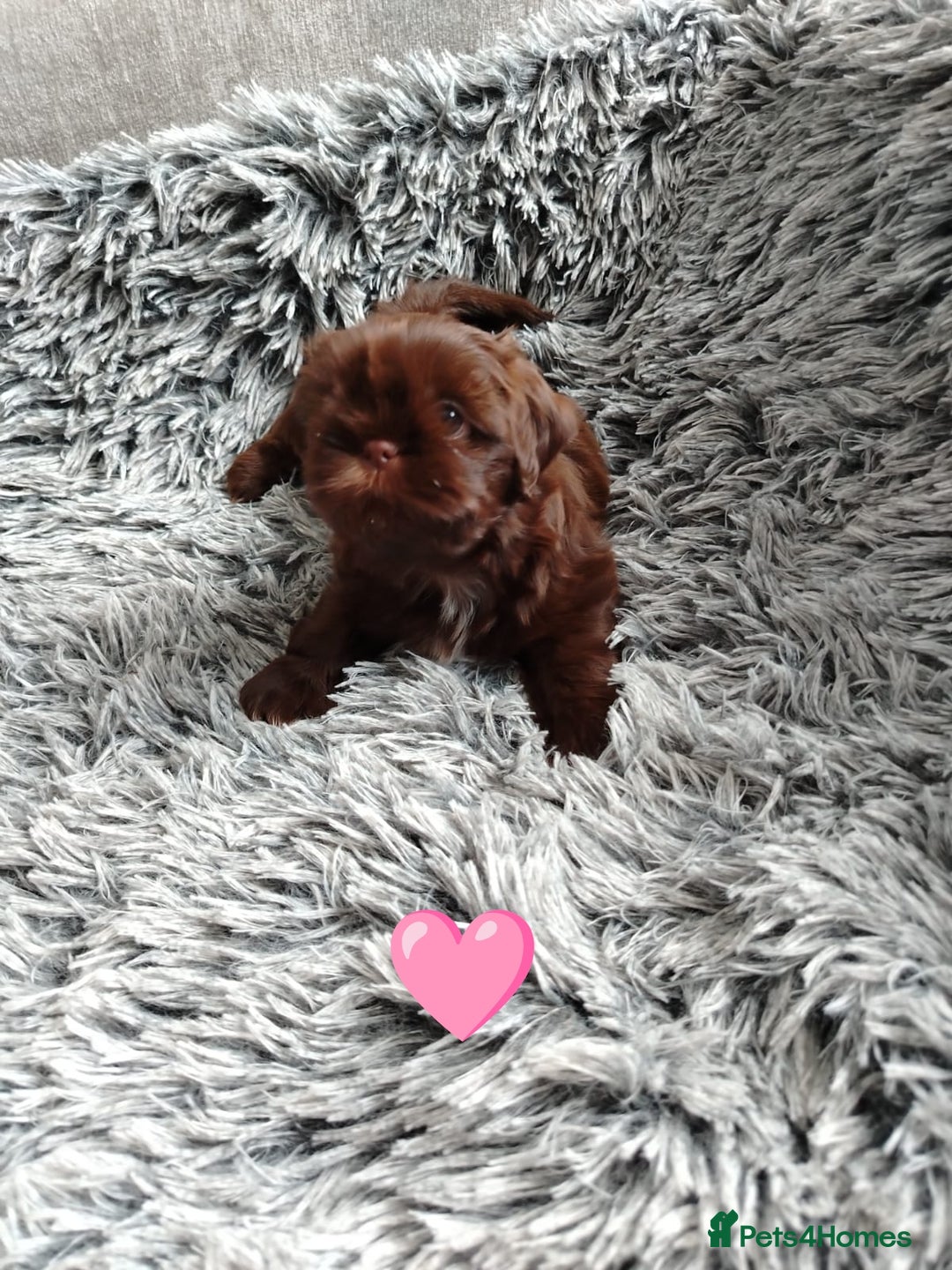 Shih Tzu dogs for sale: Imperial shi tzu babies  - Image 16