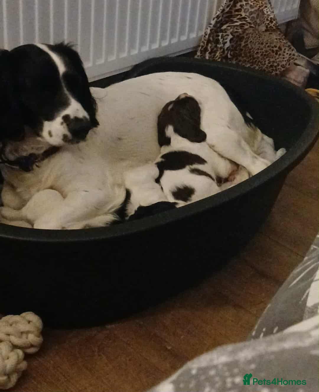 English Springer Spaniel dogs for sale: 2 beautiful English springer spaniel puppies  - Image 6