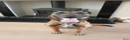 Belgian Shepherd Dog dogs for sale: Bonnie in Liverpool - Advert 1