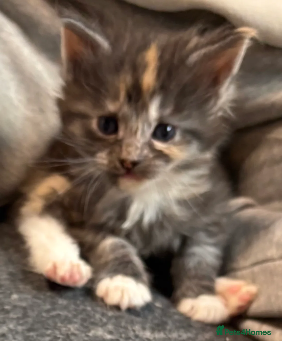 Maine Coon cats for sale: Maine coon - Advert 3