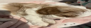 Cavapoo 2