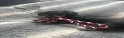 Miniature Dachshund dogs for sale: Beautiful miniature dachshund puppies  - Advert 26