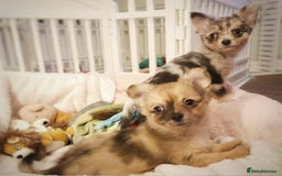 Chihuahua dogs for sale: Merle Chihuahua Puppies Longhaired Apple-head - Advert 13