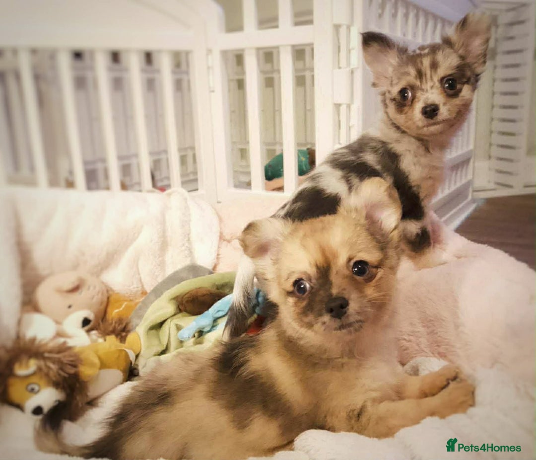 Chihuahua dogs for sale: Merle Chihuahua Puppies Longhaired Apple-head - Advert 13