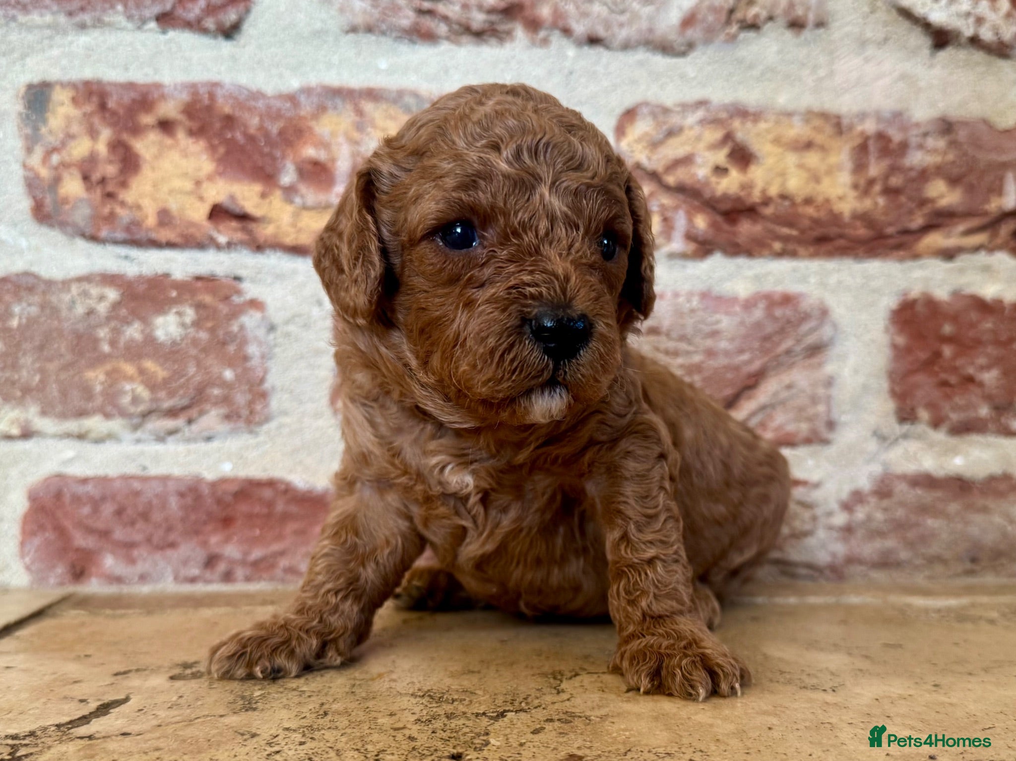 Cavapoo dogs 🐾 F1b male cavapoo 🐾 - Advert 1