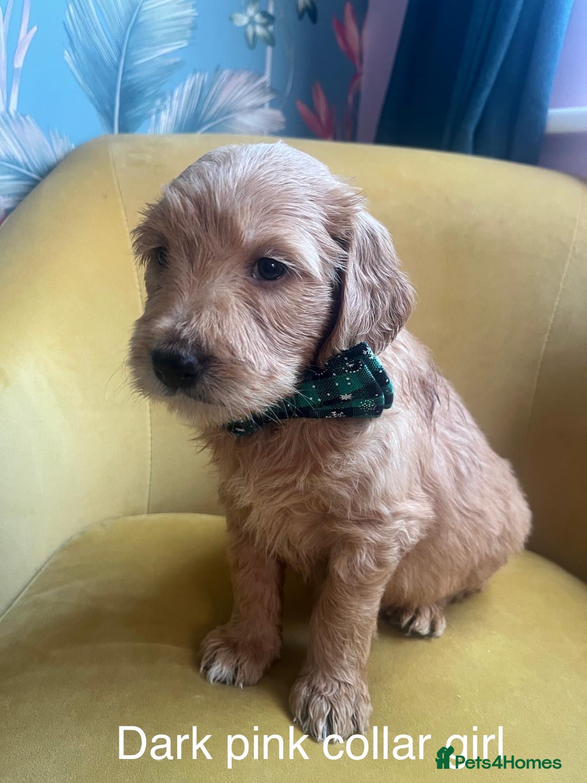 Goldendoodle dogs Beautiful F2 Goldendoodle Puppies ready 19th Dec - Advert 5
