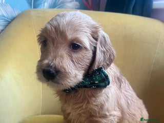 Goldendoodle dogs Beautiful F2 Goldendoodle Puppies ready 19th Dec - Advert 4