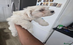 Maltese dogs for sale: Adorable maltese 3boys and 3 girls - Image 22