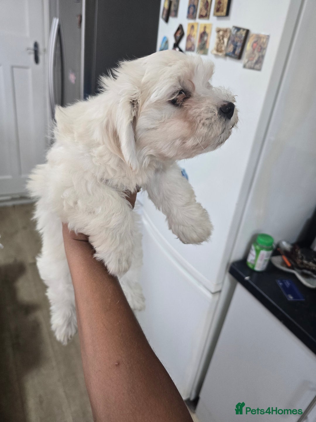 Maltese dogs for sale: Adorable maltese 3boys and 3 girls - Image 22