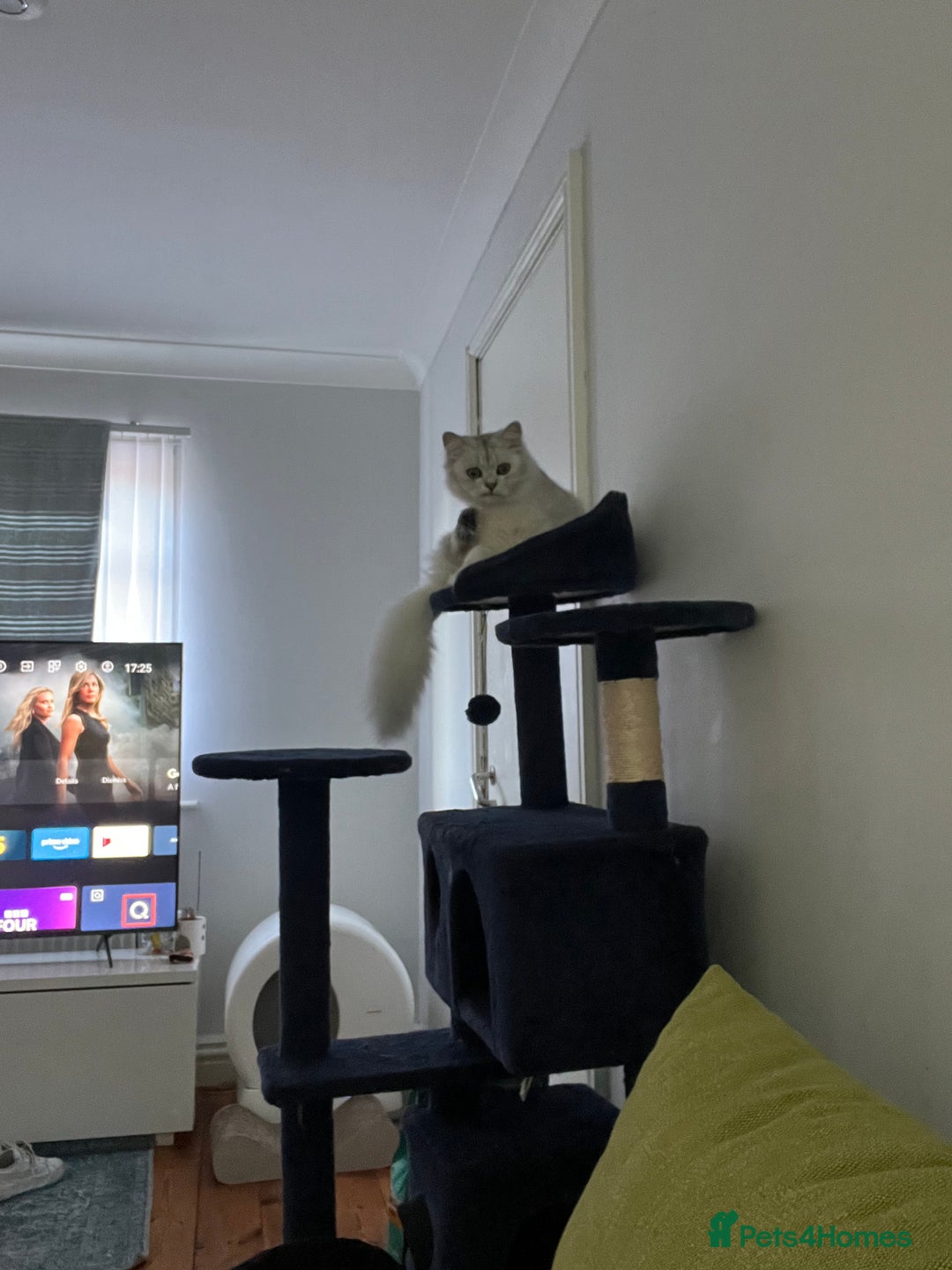 Persian cats for sale: PERSIAN CHINCHILLA - Image 11