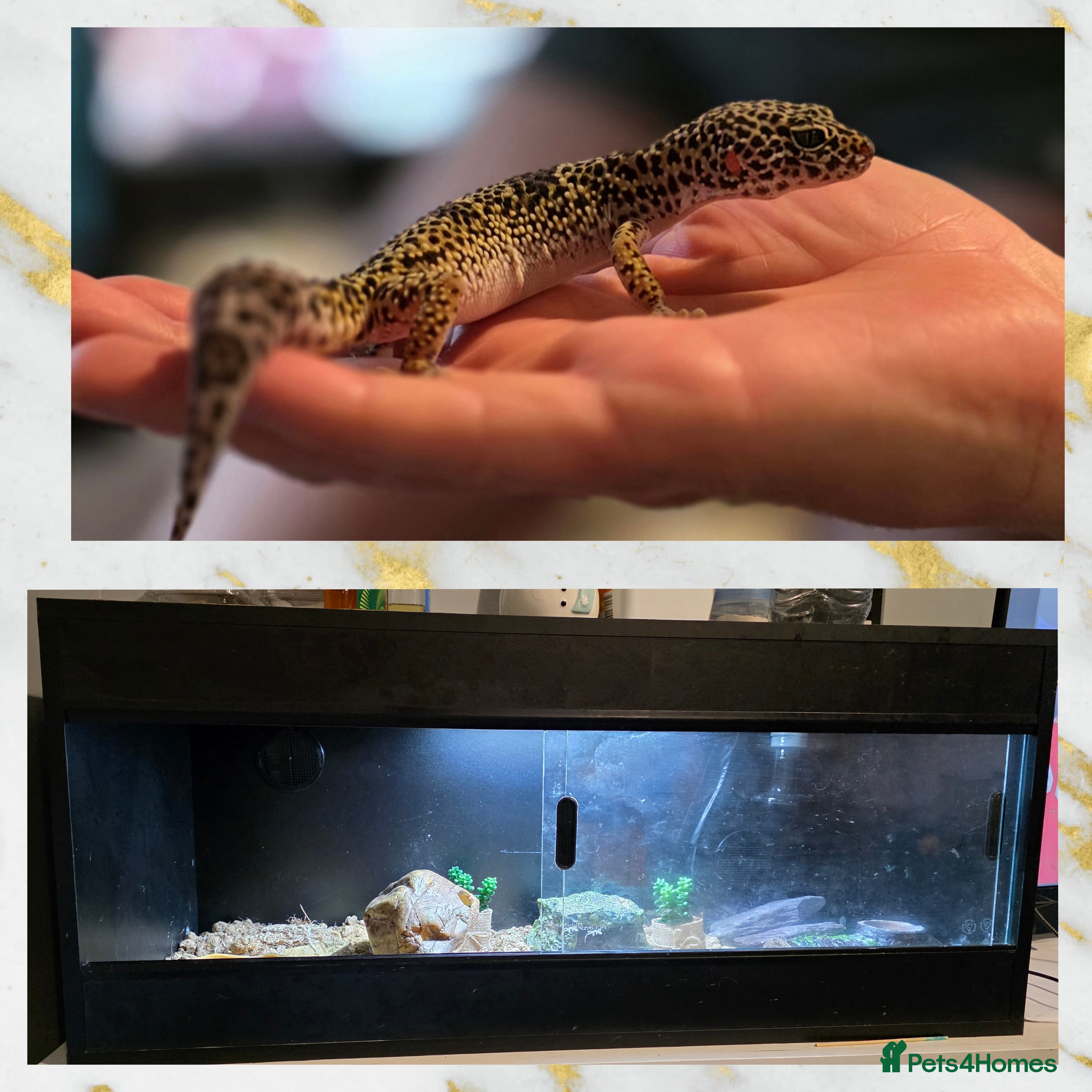 Leopard Gecko reptiles Leopard gecko and 3ft set up - Advert 8