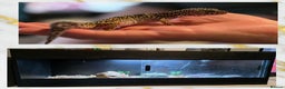 Leopard Gecko reptiles for sale: Leopard gecko and 3ft set up - Advert 1