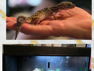 Leopard Gecko reptiles Leopard gecko and 3ft set up - Advert 7