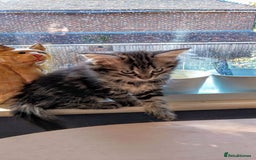 Norwegian Forest Cat cats for sale: 4 11 week old kittens  - Image 2