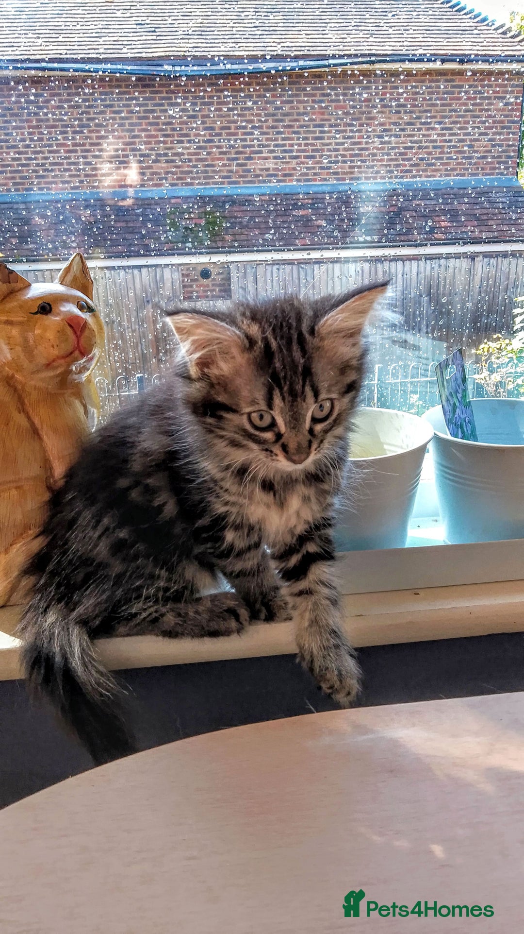 Norwegian Forest Cat cats for sale: 4 11 week old kittens  - Image 2