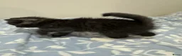 Mixed Breed cats for sale: Adorable Kittens Ready From 6th June - Advert 15
