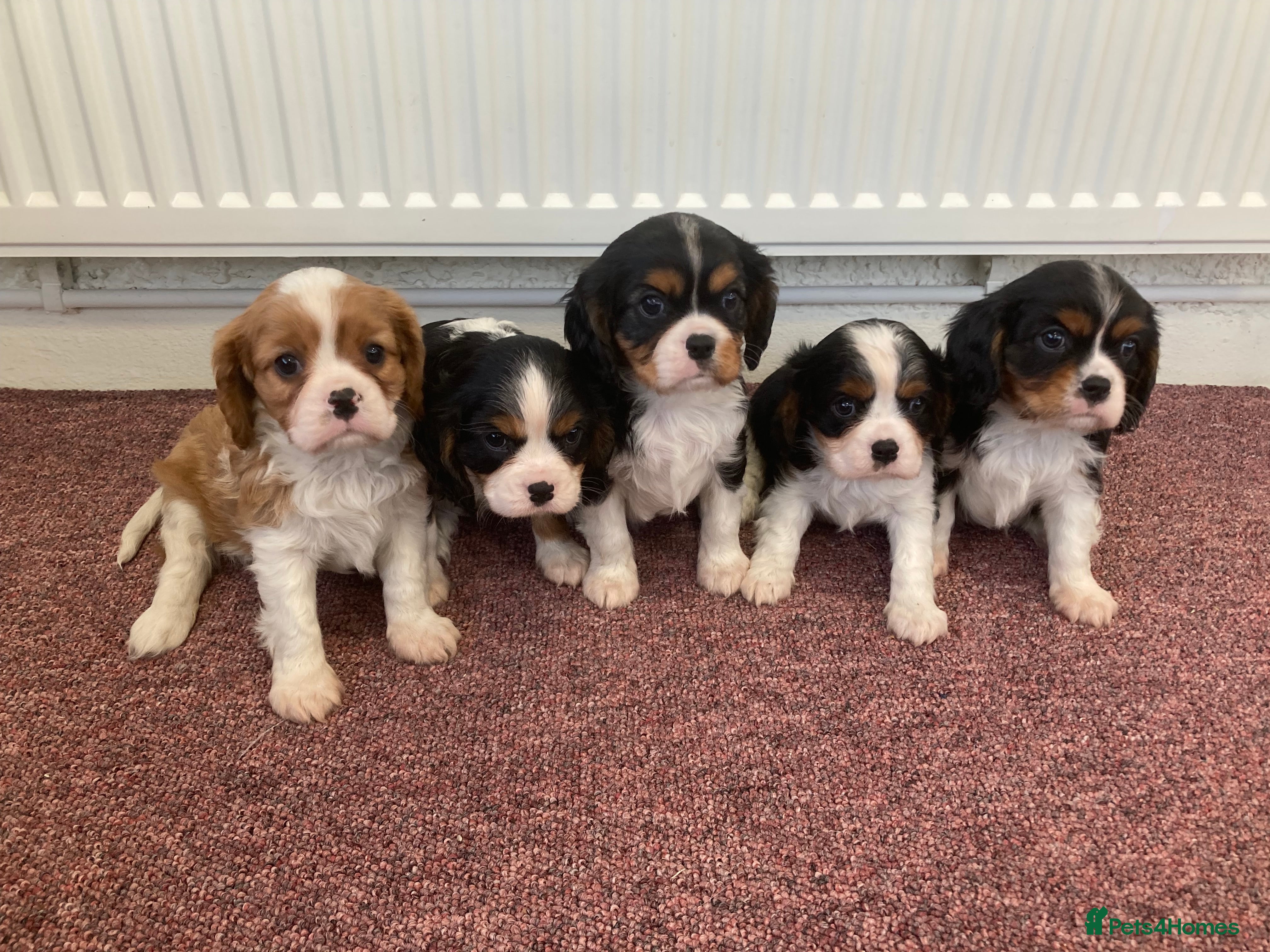 Cavalier King Charles Spaniel dogs Super tri/blenheim KC pups - health tested parents - Advert 4