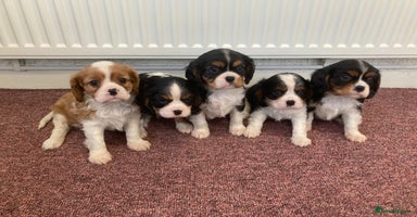 Cavalier King Charles Spaniel dogs Super tri/blenheim KC pups - health tested parents - Advert 16
