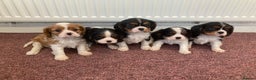 Cavalier King Charles Spaniel dogs for sale: Super tri/blenheim KC pups - health tested parents - Advert 2