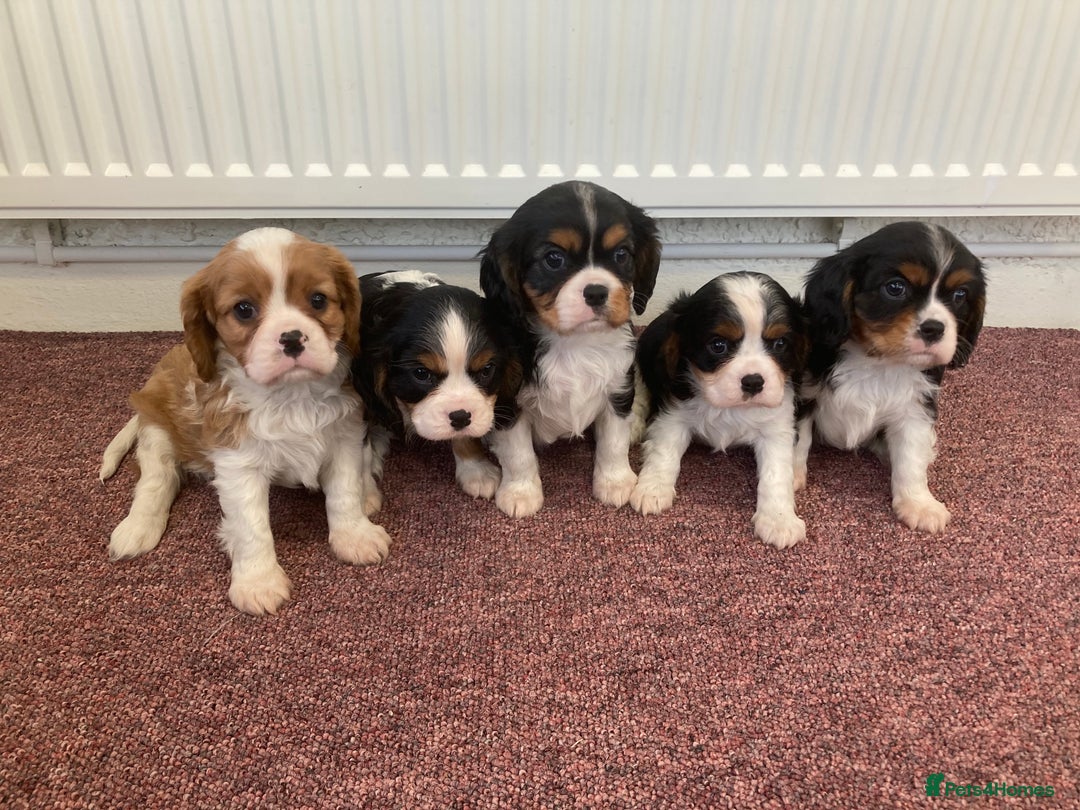 Cavalier King Charles Spaniel dogs for sale: Super tri/blenheim KC pups - health tested parents - Advert 2