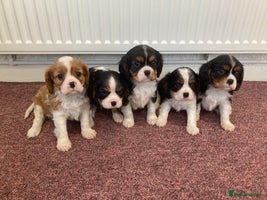 Cavalier King Charles Spaniel dogs Super tri/blenheim KC pups - health tested parents - Advert 4