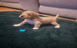 Schnoodle dogs for sale: 5 Adorable Schnoodle Puppies ❤️🩷💚💙🧡 - Image 26