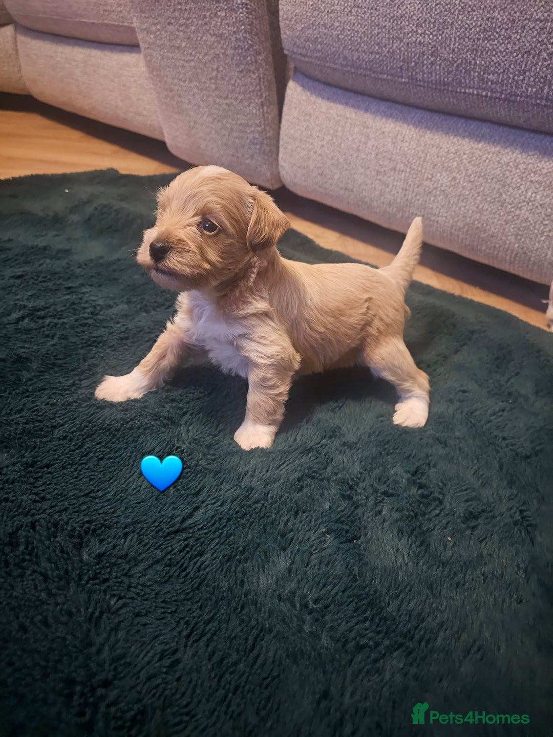 Schnoodle dogs for sale: 5 Adorable Schnoodle Puppies ❤️🩷💚💙🧡 - Image 26