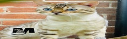 Bengal cats for sale: Snow Lynx Bengal Kittens Available for Reservation - Advert 6