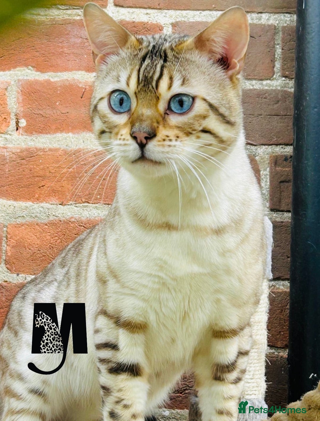 Bengal cats for sale: Snow Lynx Bengal Kittens Available for Reservation - Advert 6