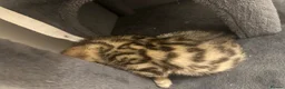 Bengal cats for sale: 1 gorgeous bengal boy kitten for sale  in London - Advert 7