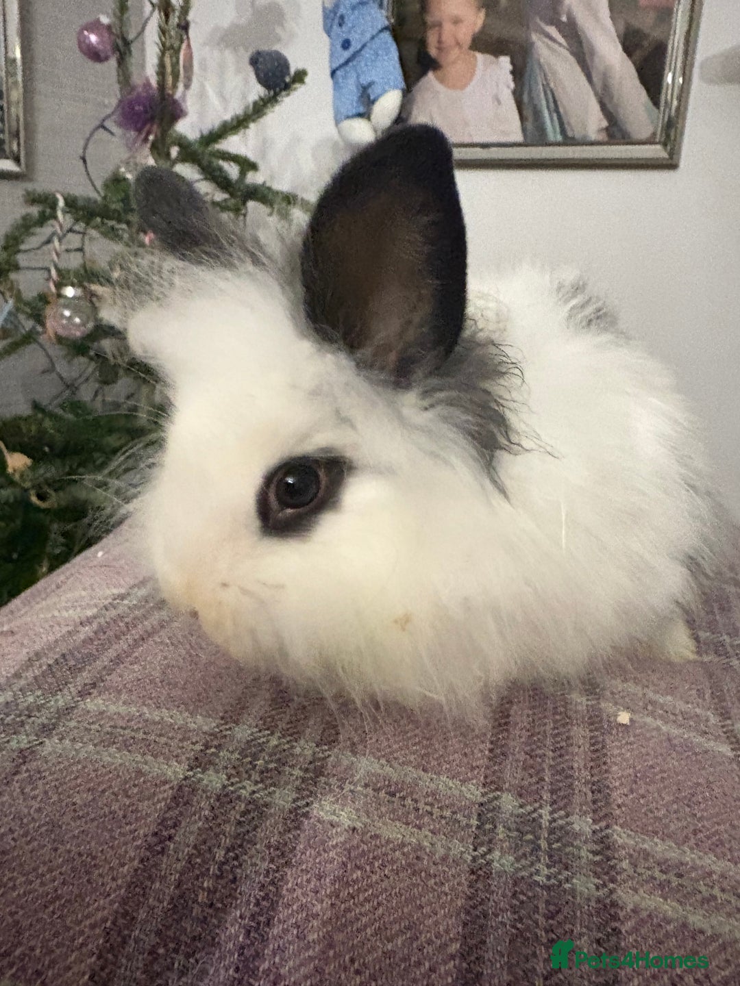 Mixed Breed rabbits for sale: Beautiful babies  - Advert 1