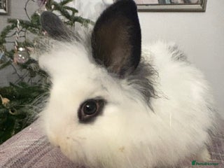 Mixed Breed rabbits Beautiful babies - Advert 1