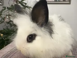 Mixed Breed rabbits Beautiful babies - Advert 14