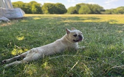 French Bulldog dogs for sale: French bulldog platinum female in Romford - Image 8