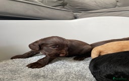 Cockapoo dogs for sale: F1 cockapoo p,r.a clear test - Image 33