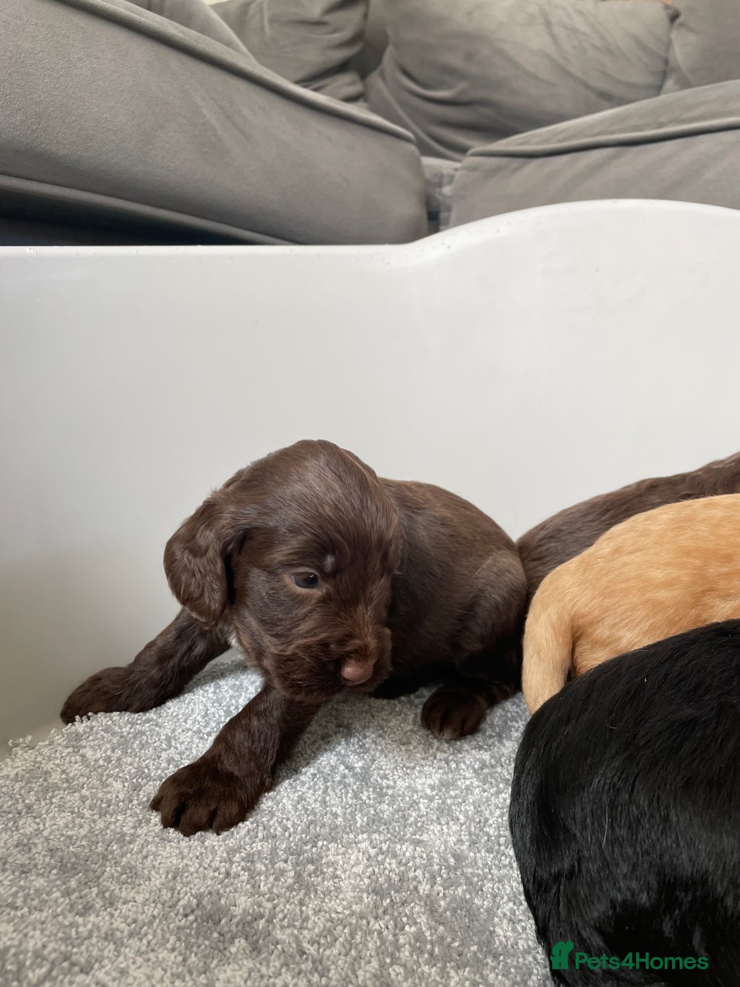 Cockapoo dogs for sale: F1 cockapoo p,r.a clear test - Image 33