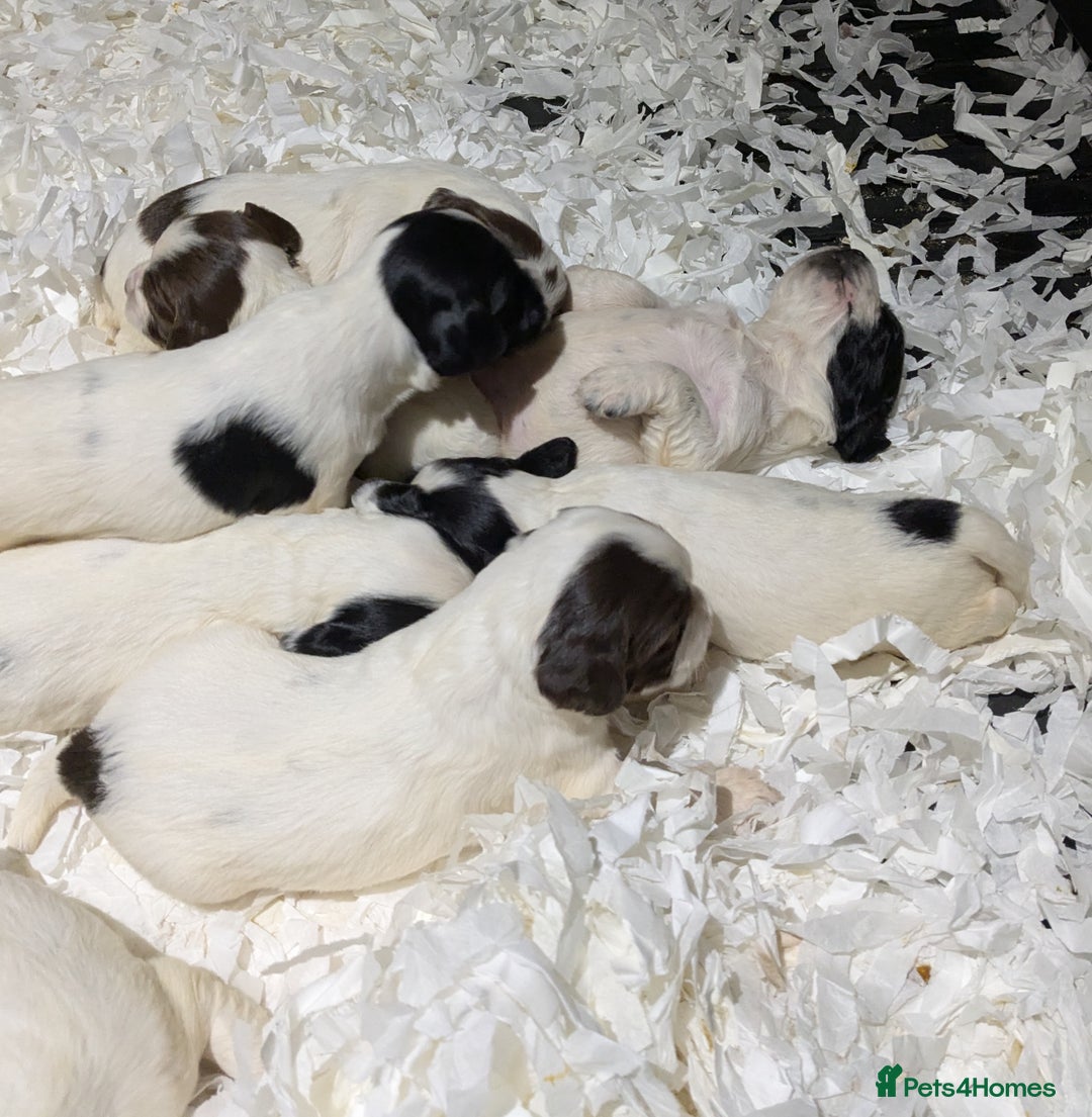English Springer Spaniel dogs for sale: Speckled mixed colour ESS pups,TESTED PARENTS - Image 12