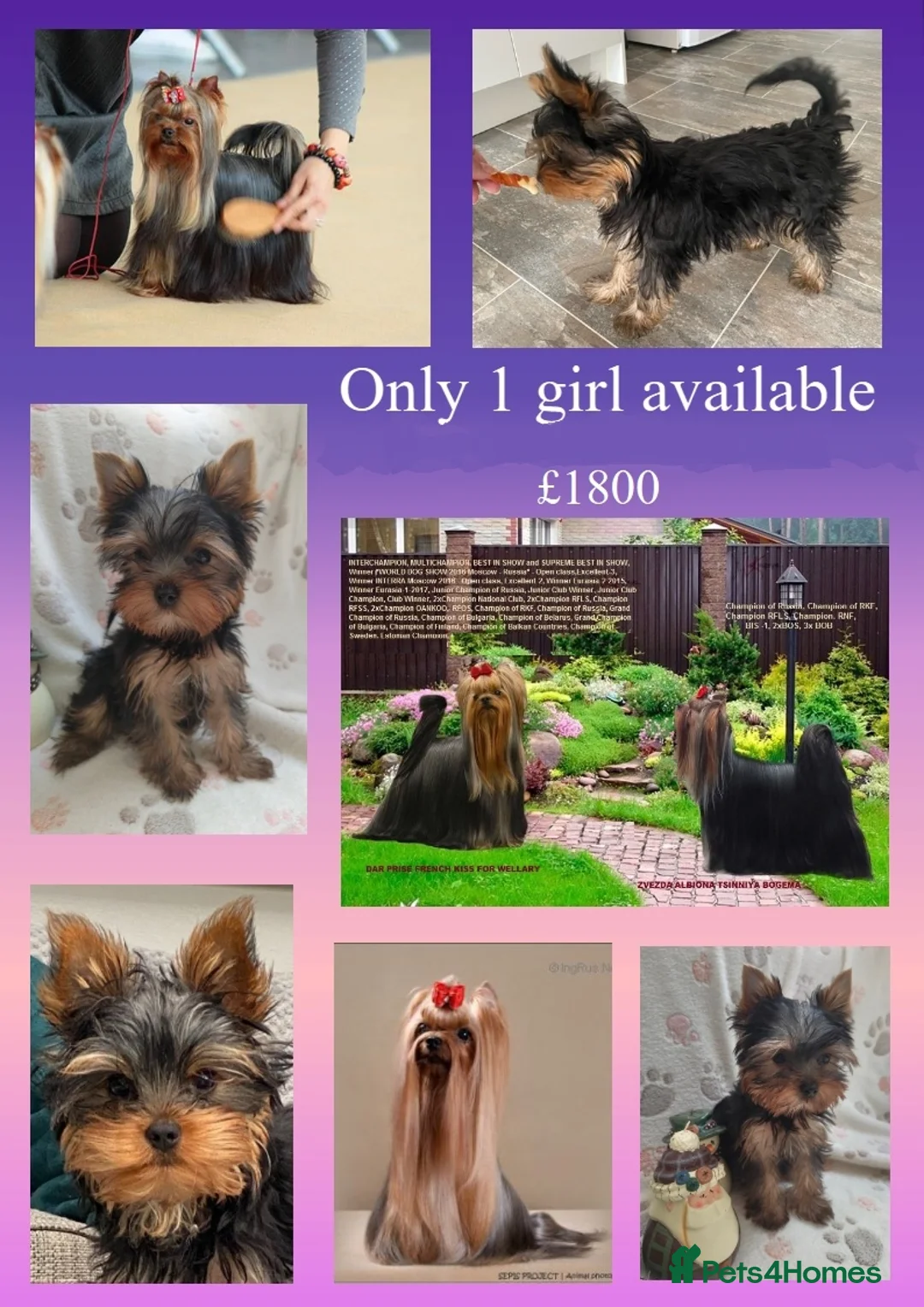 Yorkshire Terrier dogs for sale: KC reg, 17 Champions Bloodline - Advert 1