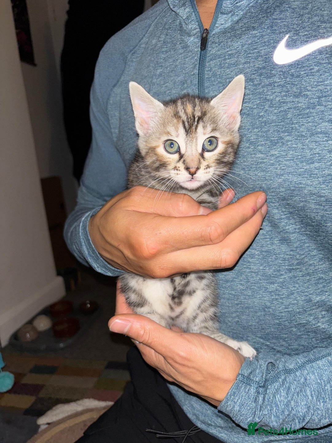 Bengal cats for sale: Half Bengal Kittens - Image 25