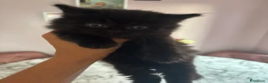 British Longhair 5