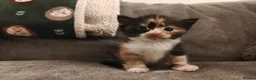 Mixed Breed cats for sale: 1x Longhair Ginger 3x Calico Tricolour Kittens! - Advert 16