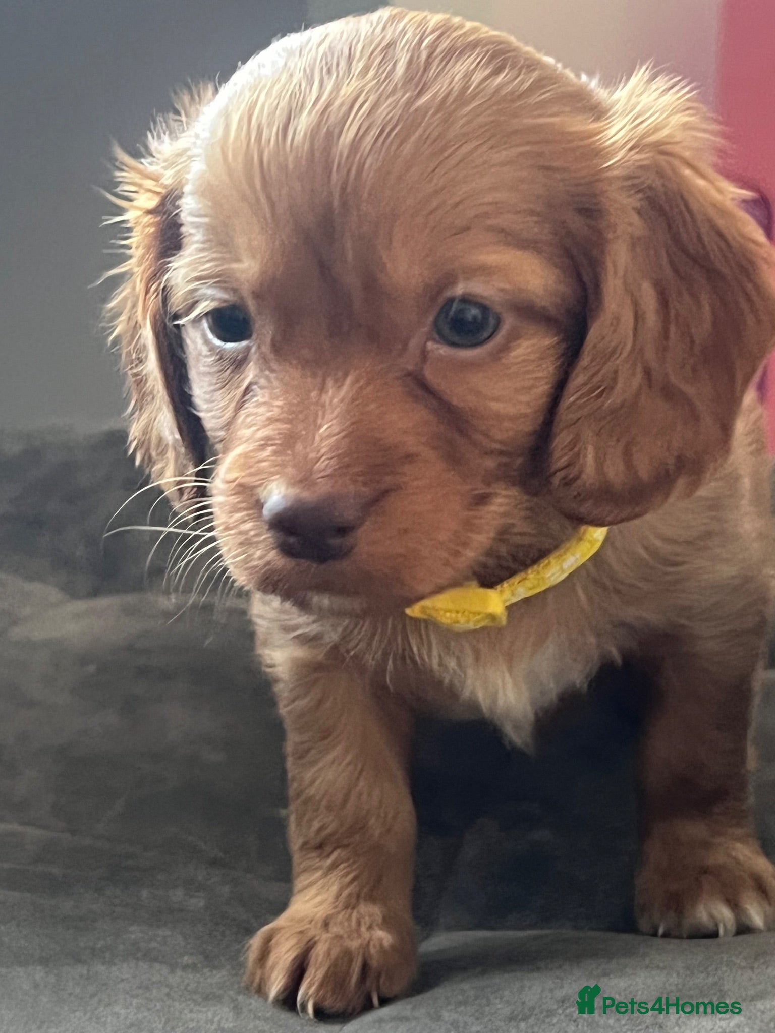 Mixed Breed dogs Cava tzu poos for sale - Advert 1
