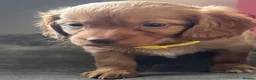 Mixed Breed dogs for sale: Cava tzu poos for sale - Advert 1