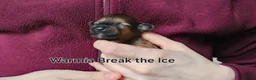 Chinese Crested dogs for sale: Powder puff boy and girl   - Advert 22