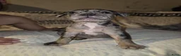 Mixed Breed dogs for sale: Fraffie litter (Frenchie/Staff cross)  - Advert 6