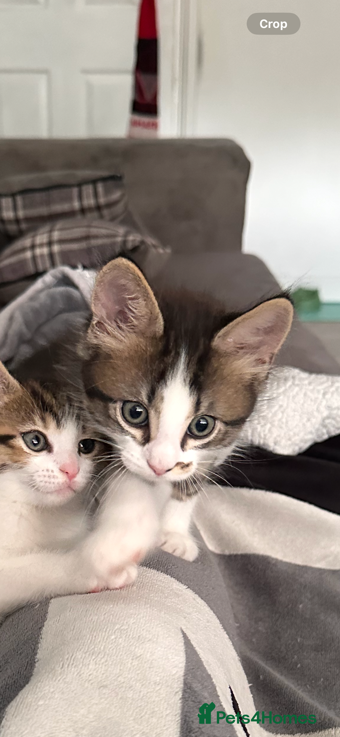 Maine Coon cats for sale: Male Main cook cross kitten  - Image 3