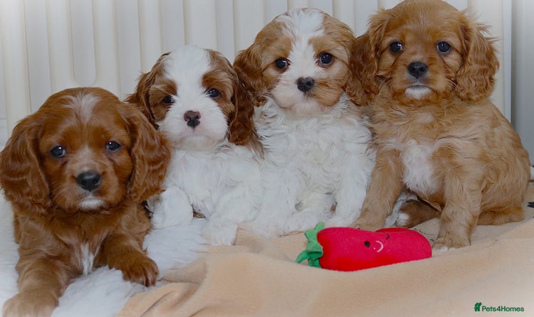 Cavapoo dogs 🌟Rare F1b Reverse Cavapoo(3/4 Cavalier1/4 Poodle) - Advert 11