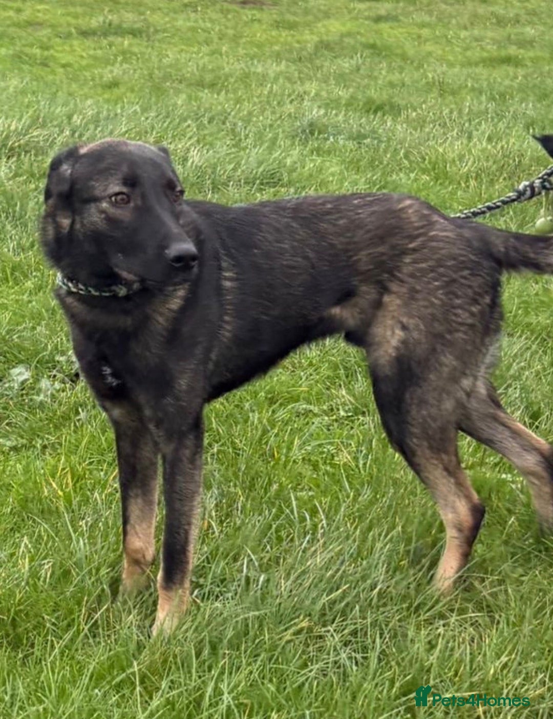 Mixed Breed dogs for adoption: Edgar  - Advert 5