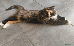 Scottish Fold cats for sale:  1 Tuxedo Scottish Fold Kitten Boy  in Manningtree - Image 10